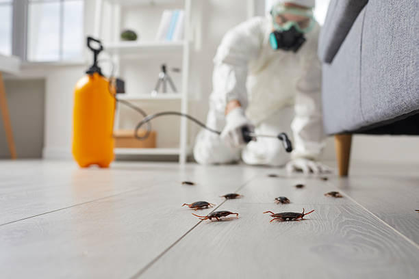 Post-Treatment Bed Bug Interceptor Monitoring in Rockdale